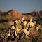 Prickly Pear In Bloom