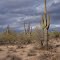 Phoenix- AZ- Horseback Riding- Saguaro Cactus In The Sonoran Desert