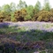 2006.05.11 - Arlington Hide, Hailsham, East Sussex