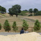 Paso Robles - Denner Vineyard