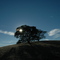 Chandler Ranch Oaks
