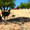 Paso Robles