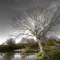 River Loddon