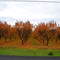 peach orchard hwy 70