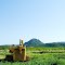 Tractor near Sutter Buttes