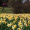 Valley Of Daffodils
