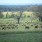 The Deer of Windsor Great Park