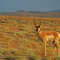 Pronghorn near Rangely