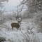 Mule Deer Outside Rangely, CO