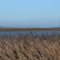 Humber Bridge 1
