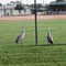 Couple of Local Visitors