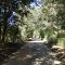 A tree covered country road