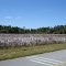 Cotton ready for harvest