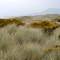 Harlech Beach sandunes