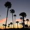 Palm trees at dusk