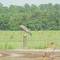 Hawk, rural Hillsborough County, near Ruskin, Florida (9-16-2001)