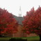 Fall Bradford Pears and Church