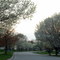 Bradford pears in Spring
