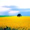 Oil Seed Rape fields near Cambridge UK