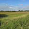 Soham Meadow, Cambridgeshire