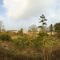 Cambridgeshire Walks; The Devil's Ditch (Dike), Woodditton, East Anglia, Cambridgeshire