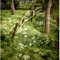 Woodland Tree's 1