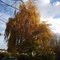 Automn