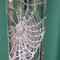 Frozen Net