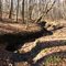 Stream in Elliott Woods, Prairie Creek Park