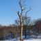 Lone Winter Tree