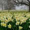 I wandered lonely as a cloud That floats on high o’er vales and hills, When all at once I saw a crowd, A host, of golden daffodils; Beside the lake, beneath the trees, Fluttering and dancing in the breeze.