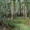 Abbeville, Big Woods