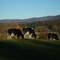 Cows