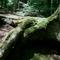 Lovely bit of trail