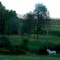 White Horse near The Trapp Family Lodge