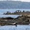 Seal Rock, Linekin Bay