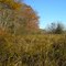 Transition Between Riverine Marsh (non-salt) and Mixed Forest