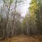 Trail behind Camp Shamineau