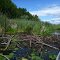 Beaver dam on way to Lake Alexander from Fish Trap Lake