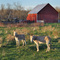 Donkeys watching me