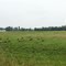 Field