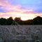 Spring wheat