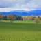 Oak Trees dot the Farm Lands  West of Salem Near Perrydale Oregon