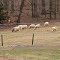Route 263 Sheep