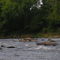 Saluda Rapids encountered