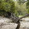 4 deer in dry river bed 2002