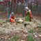 Christmas in the forest. Fredonia Mountain, TN
