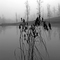 Fog 2