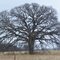 Old tree outside Royse City, Texas