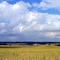 August fields near Ås
